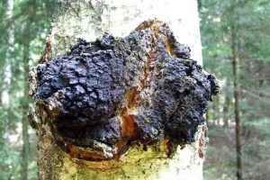 chaga chaga